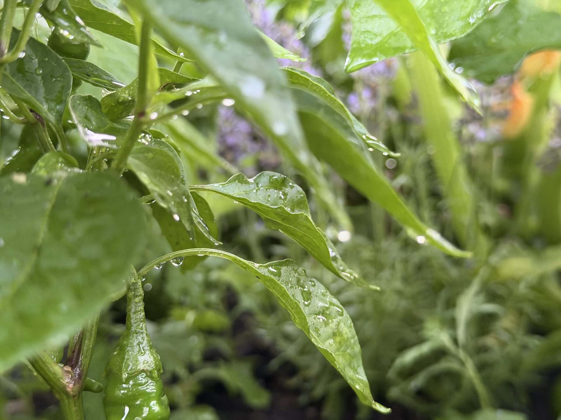 Close-up of green pepper plant foliage covered in water droplets